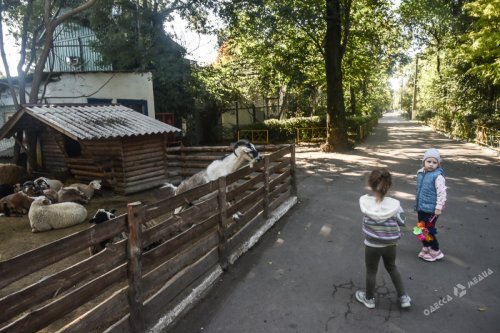 Программа «Филин» и новорожденные питомцы: директор Одесского зоопарка о научной работе, новинках учреждения и вегетарианстве (фото)