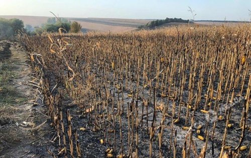 В Одесской области пожарные спасали от огня гектары кукурузного поля