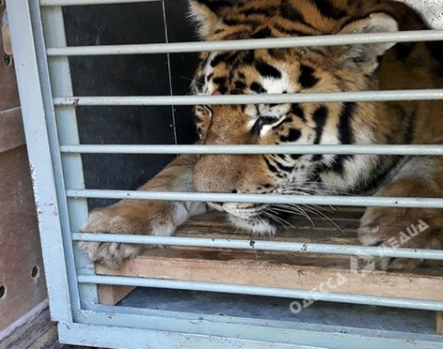 В Одесском зоопарке поселился амурский тигр (фото)