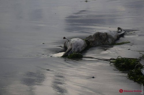 На пляж под Одессой снова выбросило труп дельфина