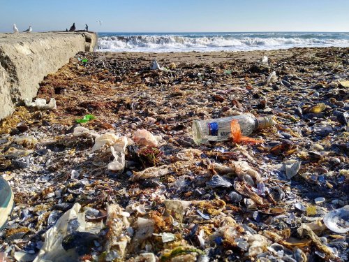 Пластик — убийца и&#133 жилье: морские биологи изучают, как полимеры влияют на обитателей Одесского залива и городских пляжей