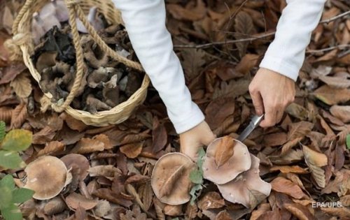 В Кировоградской области юноша купил у бабушки грибы и попал в реанимацию