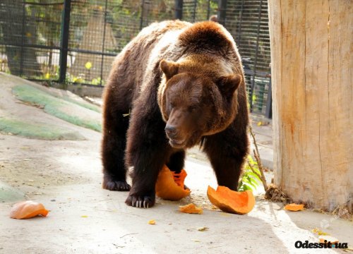 В Одесском зоопарке отпраздновали День медведей (фото)