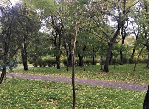 Неизвестные вандалы сломали молодые деревья, посаженные в парке Шевченко (фото)