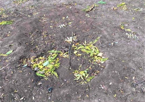Неизвестные вандалы сломали молодые деревья, посаженные в парке Шевченко (фото)