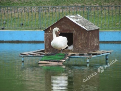 Зимний переезд: лебедей из одесского парка Победы увезли в зоопарк