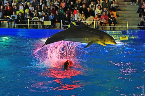 Дельфинарий «Немо» провел благотворительное шоу в день святого Николая (общество)