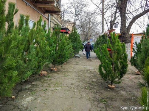 На одесских рынках останутся непроданными сотни елок (фото)
