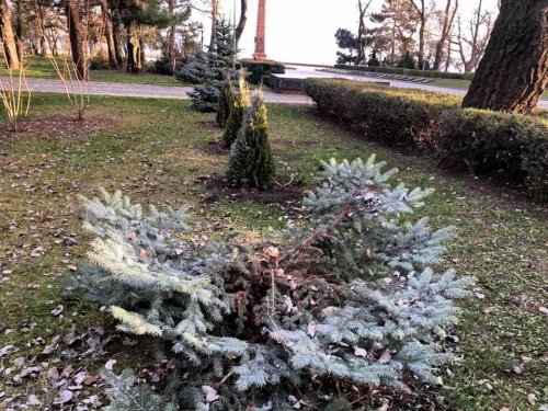 В парке Шевченко на Аллее Славы вандалы срубили голубую ель
