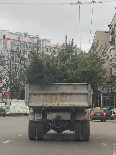 С улиц Одессы вывозят тонны брошенных елок
