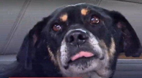 Под Одессой спасли раненную собаку, которая лежала на железнодорожных рельсах (видео)