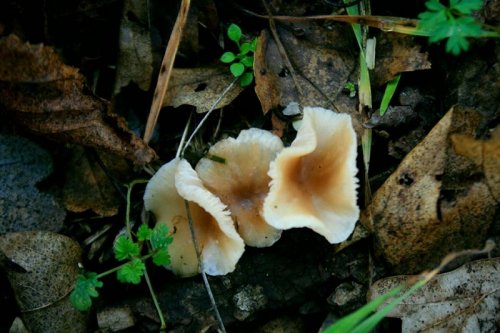 На юге Одесской области вслед за подснежниками выросли грибы (фотофакт)