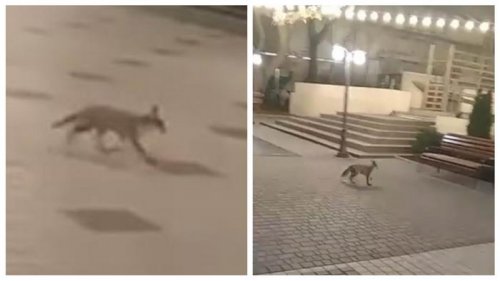 В центре Одессы видели лису (видео)