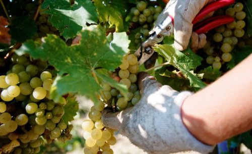 В Украине вдвое уменьшилась переработка винограда