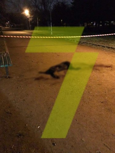 В одесском парке ротвейлер напал на хозяйку