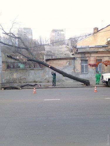 В Одессе из-за сильного ветра падают деревья