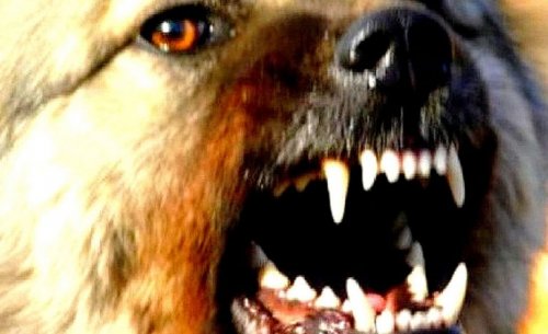 В Белгороде-Днестровском собаки нападают на людей, но карантин по бешенству отменили