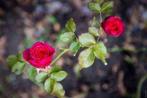 В одесском Ботаническом саду зимой цветут розы и подснежники (фото)
