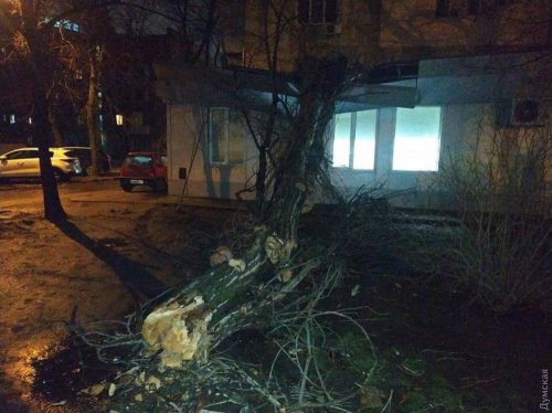 В Одессе сухое дерево упало на банк