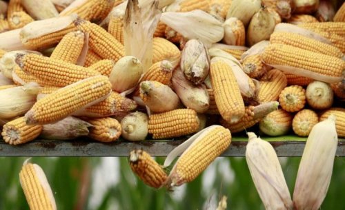 На экспорт ушло почти 17 миллионов тонн украинской кукурузы
