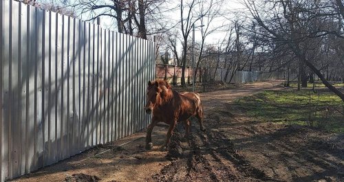 Из одесского зоопарка на прогулку в Преображенский сбежал конь (фото, видео)
