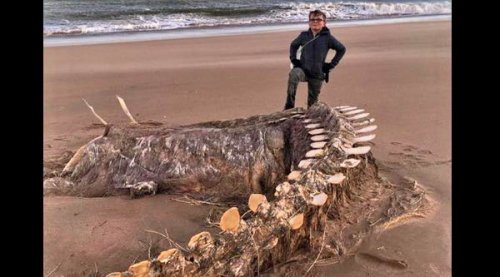 На побережье Шотландии шторм вынес огромный скелет таинственного животного