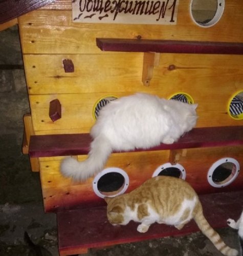 В Арцизе волонтёры создают «общежития» для бездомных котов