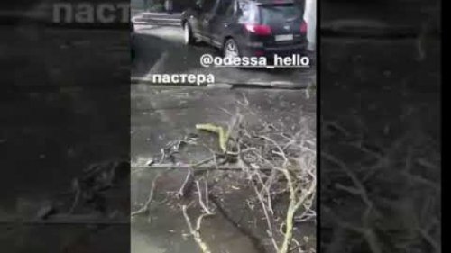 Из-за упавшего дерева в Одессе не ходят трамваи