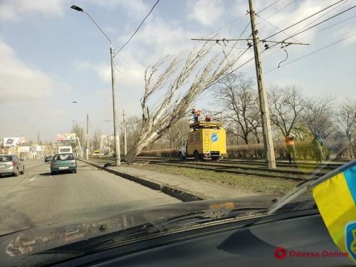 Одесские трамваи и троллейбусы остановились из-за падения деревьев
