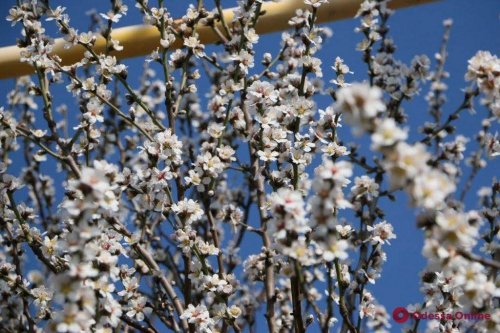 Весна пришла: на Ланжероне зацвел абрикос (фото)