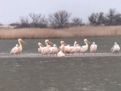 В Одесскую область прилетели пеликаны (фото)
