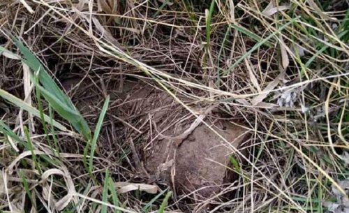 Арцизский район: возле села Веселый Кут нашли два артиллерийских снаряда