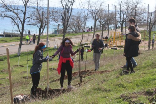 Активисты высадили новые деревья на одесских склонах