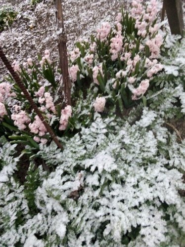 В Одесской области выпал снег в последний день марта (фото)
