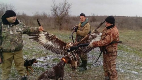 Полицейские в Одесской области убили краснокнижного орла на охоте
