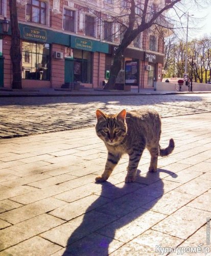 Как выглядит Дерибасовская во время карантина (фото)