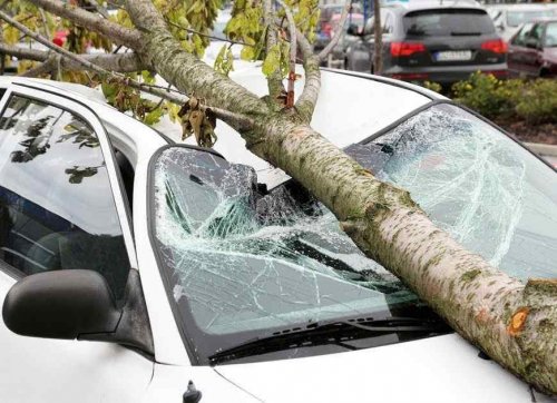 За упавшее дерево на автомобиль одесситка отсудила 168 тыс. гривен у чиновников