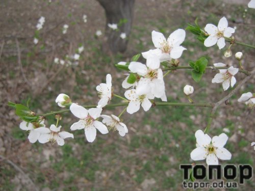 В Арцизе активно цветут вишни (ФОТО)