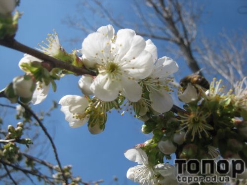 В Арцизе активно цветут вишни (ФОТО)