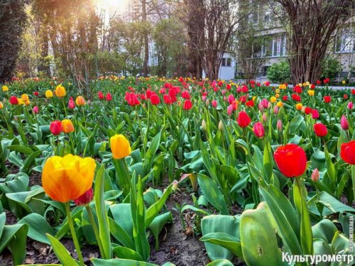 На Французском бульваре расцвели магнолии, тюльпаны и нарциссы (фото)