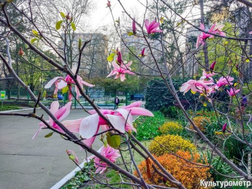 На Французском бульваре расцвели магнолии, тюльпаны и нарциссы (фото)