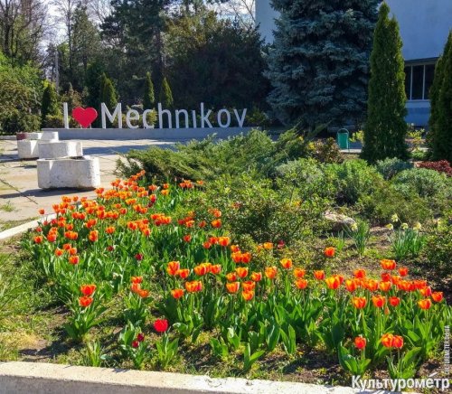 На Французском бульваре расцвели магнолии, тюльпаны и нарциссы (фото)