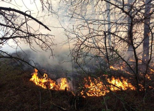 Сильные лесные и степные пожары произошли в Одесской области (видео)