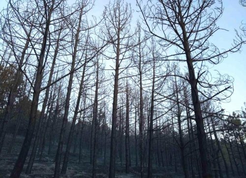 Сильные лесные и степные пожары произошли в Одесской области (видео)