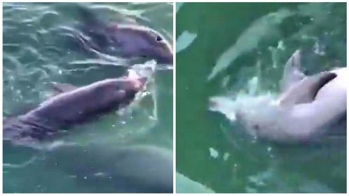 В Одесском порту дельфины устроили охоту (видео)