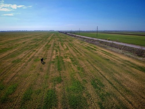 Масштабы поражают: в Одесской области засуха погубила огромные площади озимых (фото, видео)