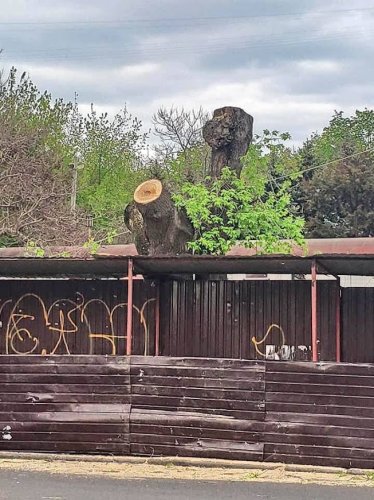 На поселке Котовского пилят деревья ради строительства магазина