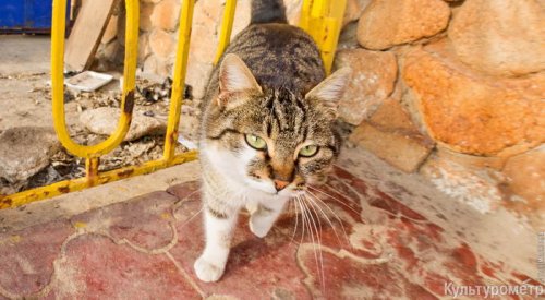 В Одессе готовят онлайн-фотовыставку про котов