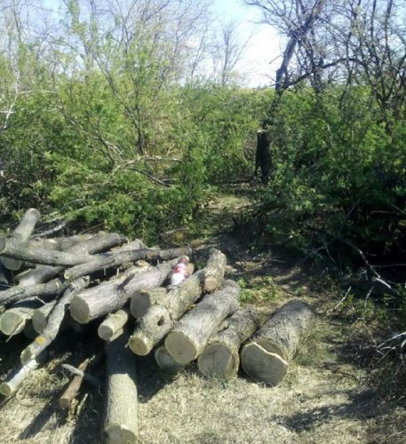 В Тарутинском районе пограничники пресекли незаконную вырубку леса