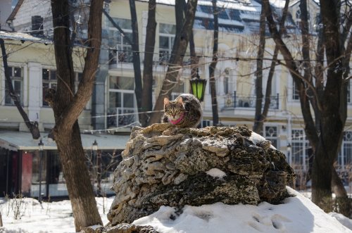 Скульптура и фонтан в Пале-Рояле: пока что без зонтика, но с котом (ФОТО)
